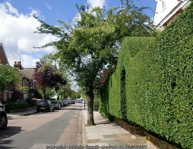 hedges. garden redesign