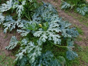 Courgette plants. Frost