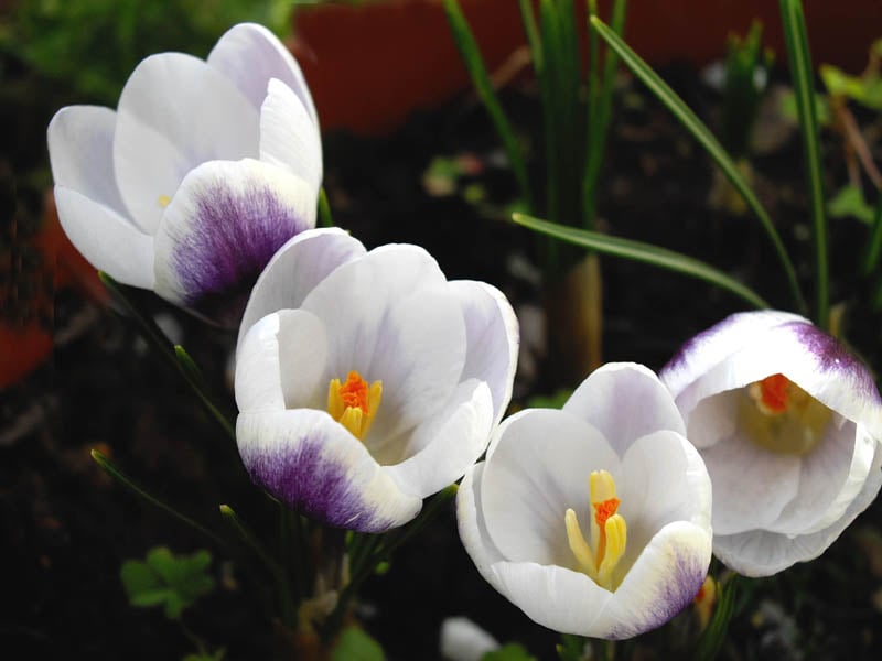 Crocus chrysanthus 'Prins Claus' © Ghislain118 www.fleurs-des-montagnes.net Bulbs Your window box