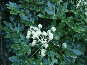 Fatsia japonica in flower, 15 November 2005. Portishead
