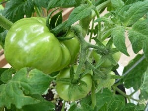 Green tomatoes on vine. Protect