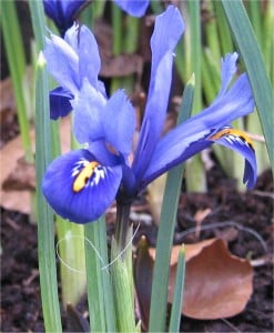 Iris reticulata. Bulbs