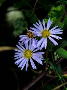 Michaelmas daisies near Thursford Green, Norfolk