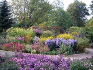 Michaelmas Daisies at Old Court, near Colwall Stone, Herefordshire