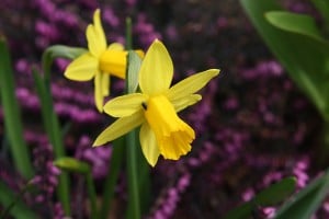 Tête à Tête daffodil with the heather Erica carnea in the background. Bulbs