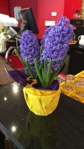hyacinth
