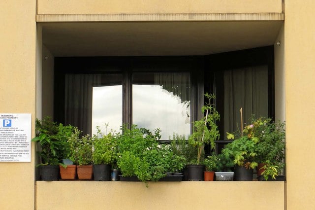 Window garden overlooking River Thames. Peace