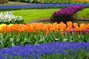 Orange tulips with blue grape hyacinths. Colour