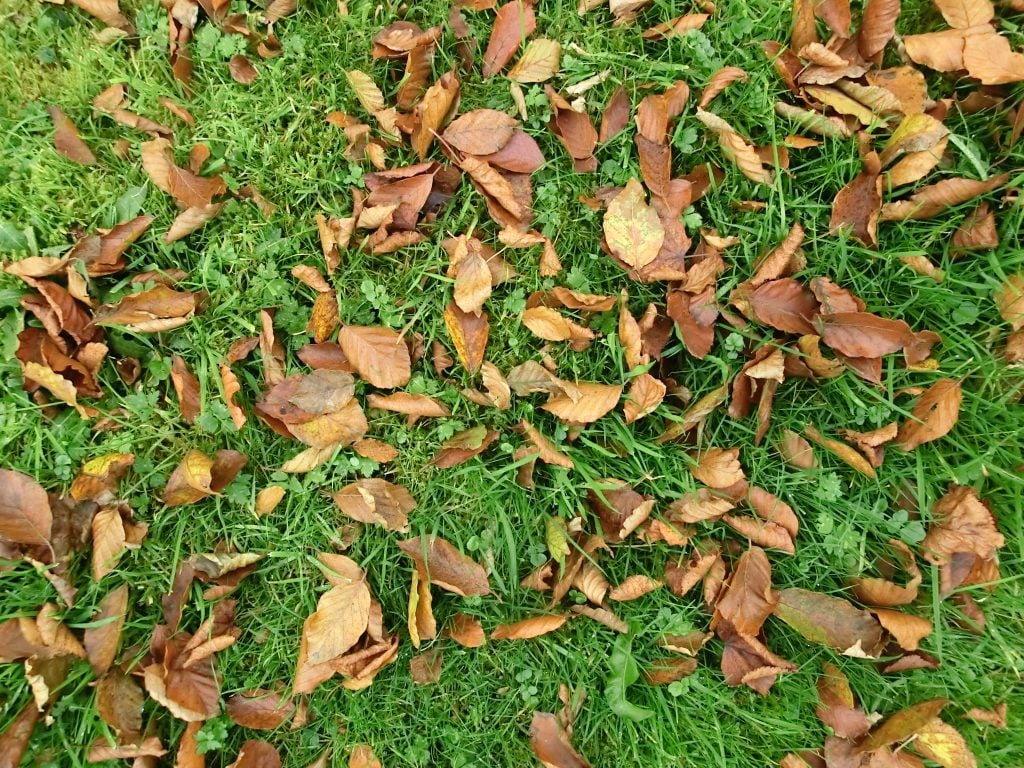 leaf mould 