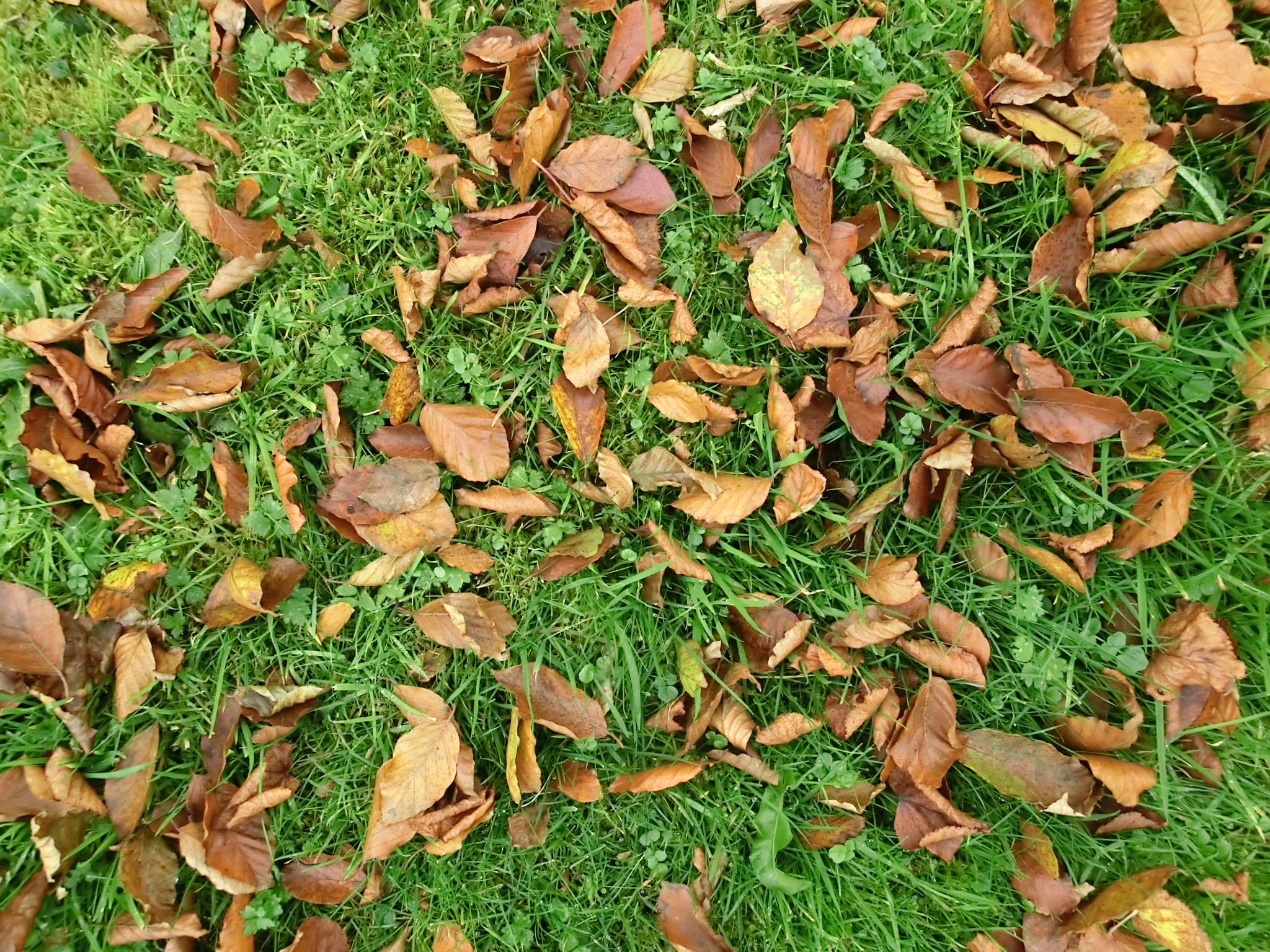 Leaf mould - make the most of the autumn leaves bonanza!