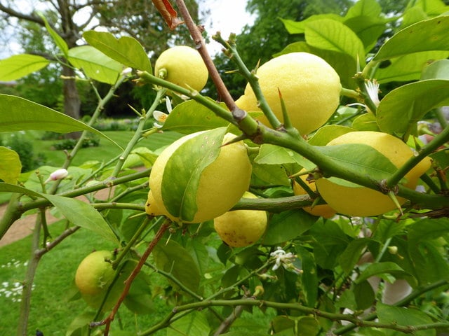 Lemons outside the Garden House in the Pleasure Gardens at Osterley Park, Isleworth, West London. Orangery