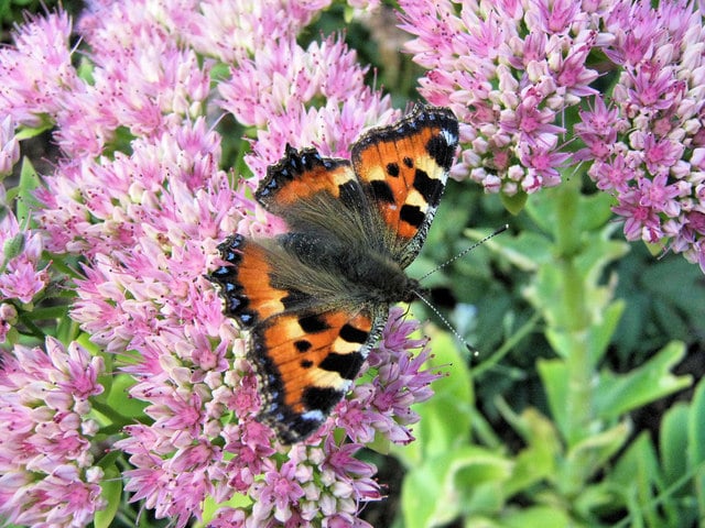 Small tortoiseshell on ice plant, near Biddulph, Staffordshire. Autumn Joy