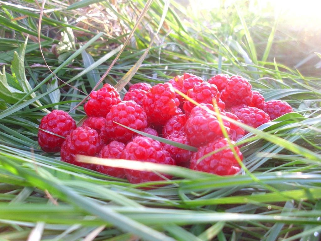 Raspberries on grass. summer-fruiting