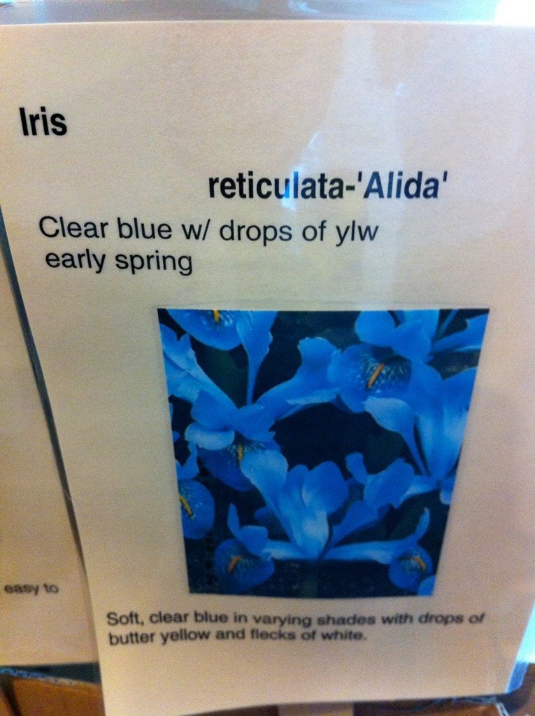 Iris reticulata 'Alida'. Tulips