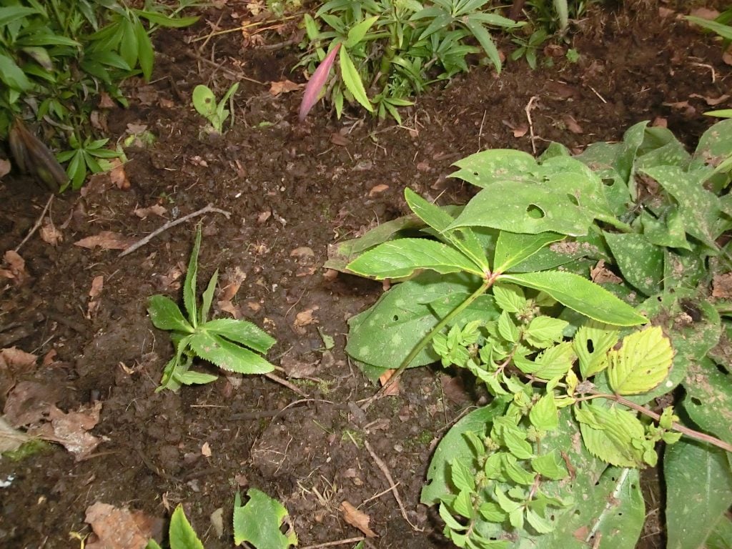 clear up and use garden compost