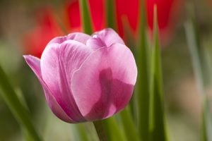 Layering tulips and other bulbs in pots