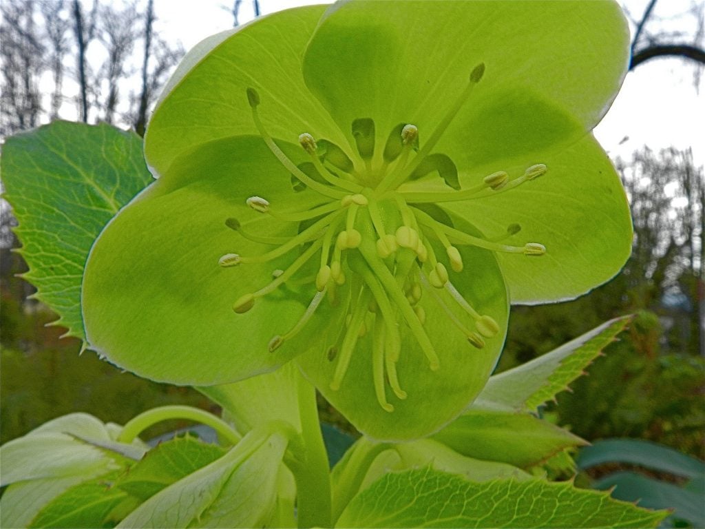 Corsican hellebore (Helleborus argutifolius). New Year's resolutions