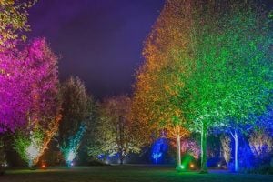 Light in the garden makes more of dark winter days