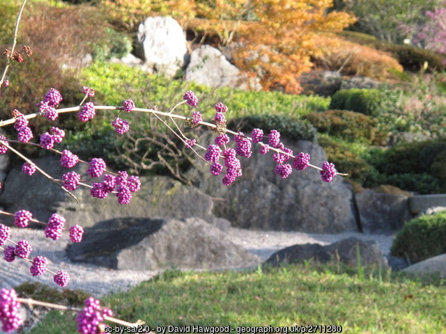 Garden inspiration – a gift from Christmas walks