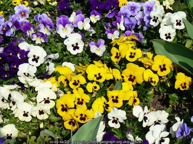 January jobs in the garden