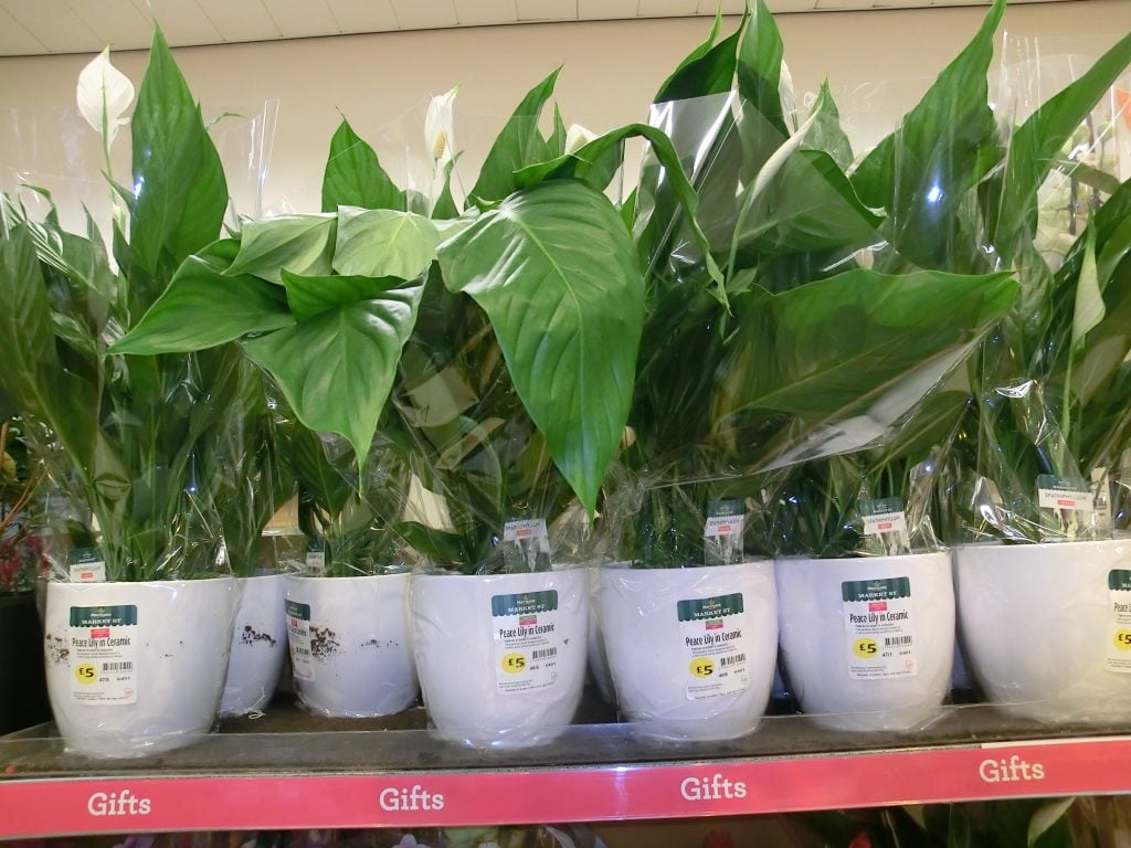 plants for health