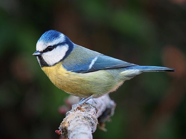 Take part in Big Garden Birdwatch, the world’s biggest wildlife survey!