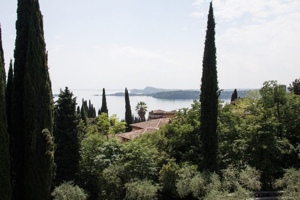 The Italian or Mediterranean cypress can grow 35 m (115 ft) tall. Fastigiate