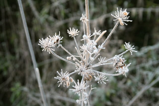Jack Frost was about on a frosty, crisp morning at Amisfield, east of Haddington, East Lothian.