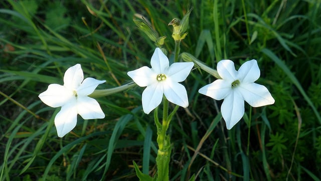 Nicotiana 'Fragrant Cloud'. aspect