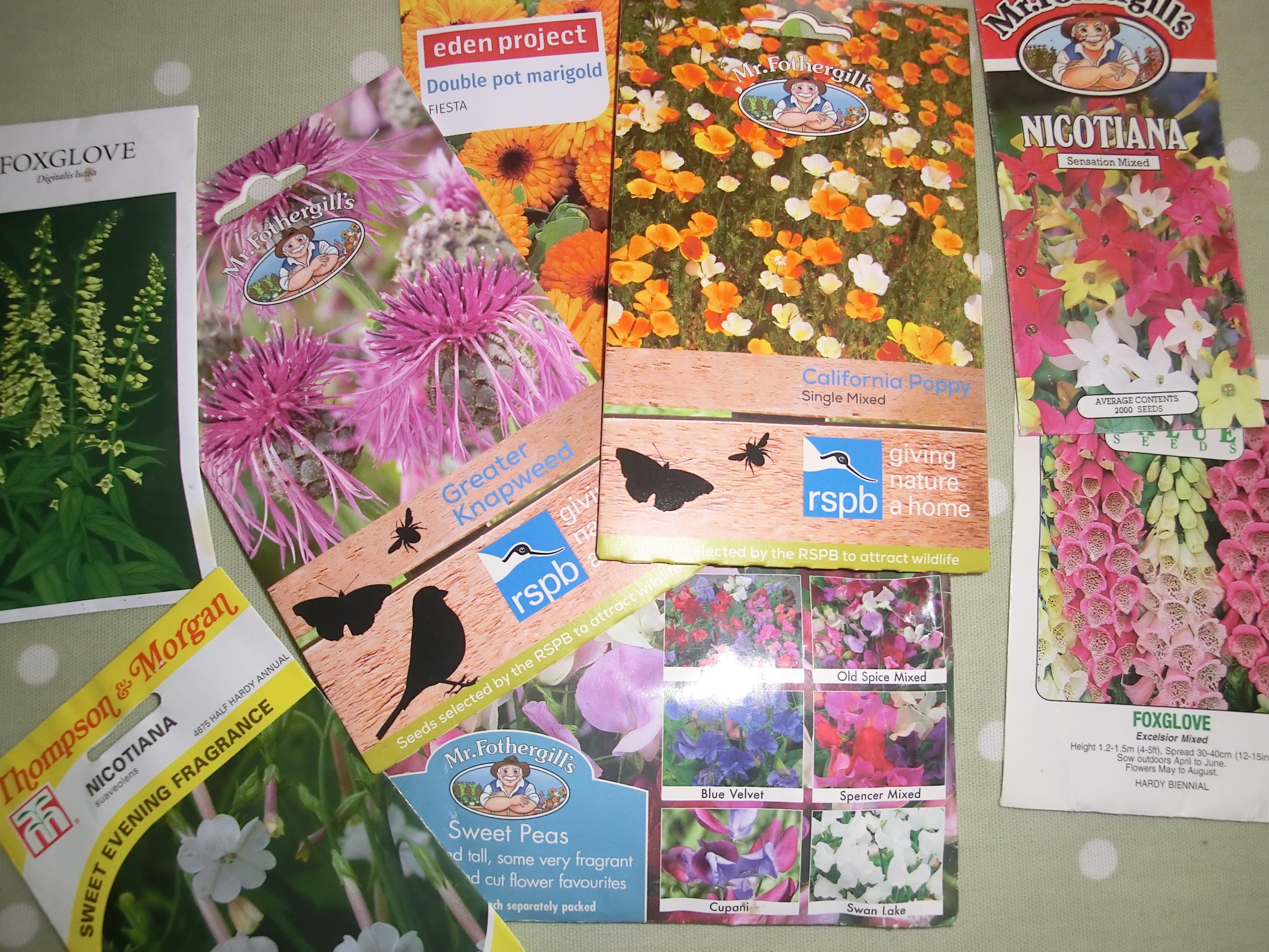 Fill gaps in your garden - sow flower seeds now