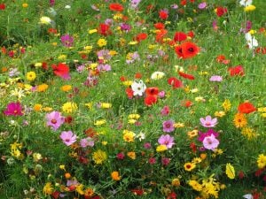 Develop a low maintenance garden by working with nature