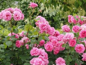 Prune shrub roses, hybrid tea roses and buddleia now