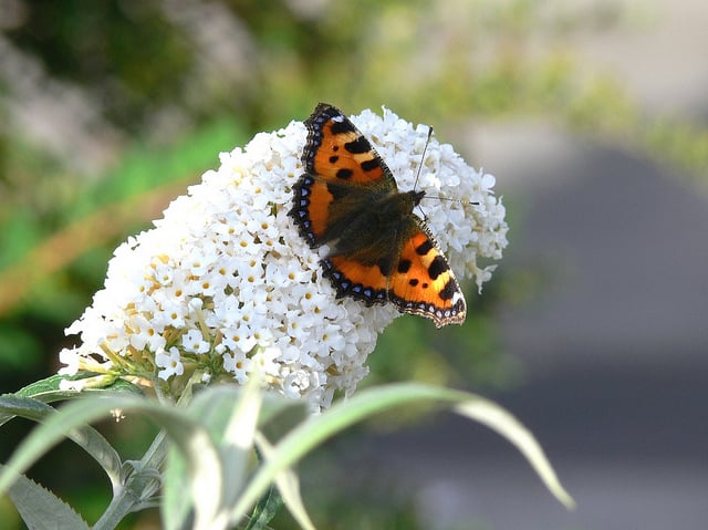 Small tortoiseshell butterfly on white buddleia. hybrid tea