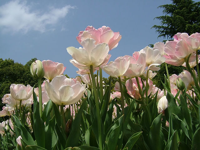 Tulip 'Angelique'. fragrant