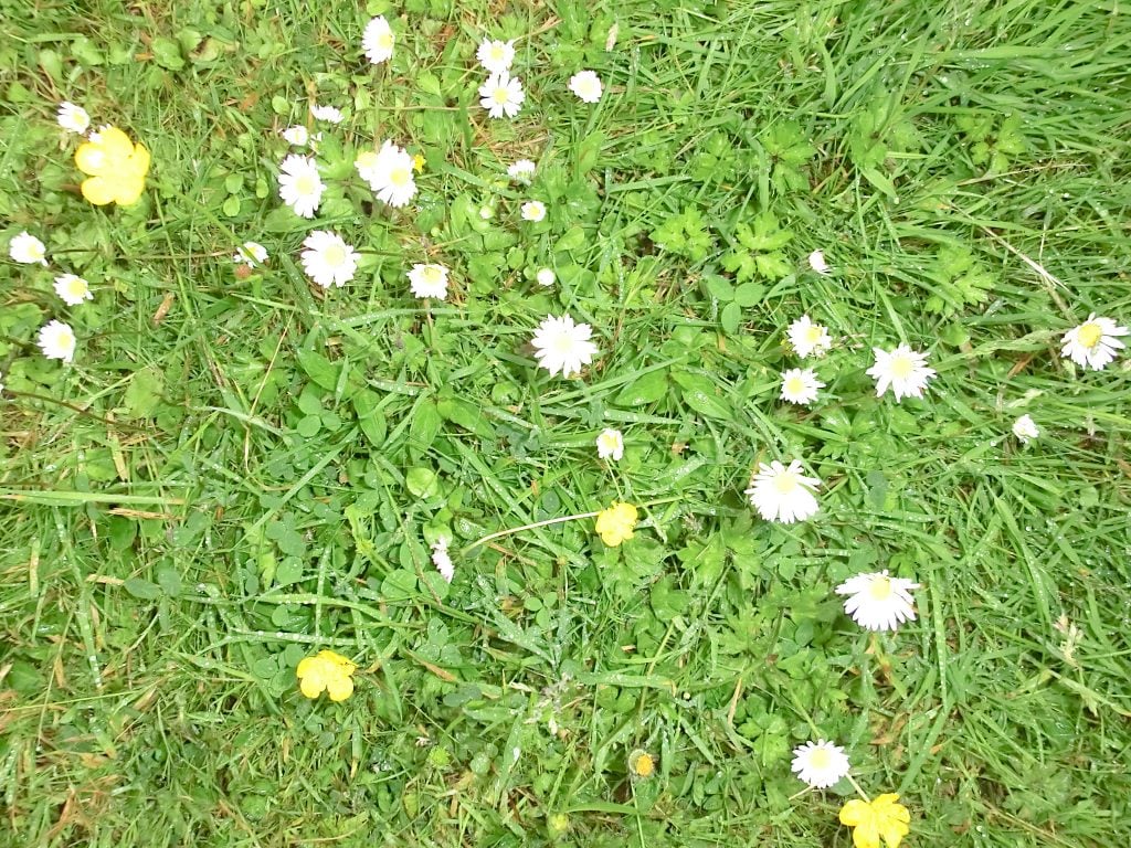 daisies in lawns 