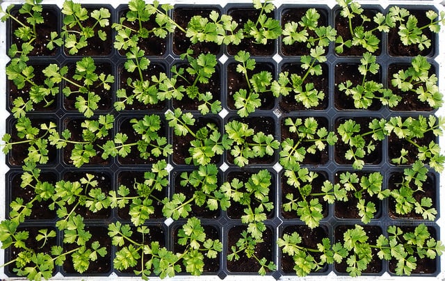 Celery seedlings in a module. Plant pots