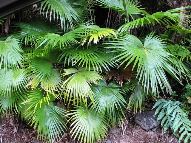 Chinese fan palm, Livistona chinensis, at Lapohoehoe Pt, Hawaii. Plant names