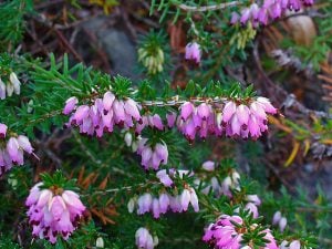 Trim winter heather after flowering to keep it neat and bushy