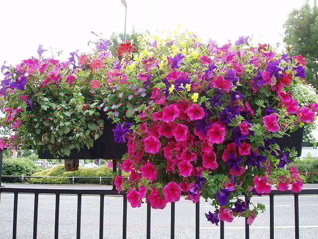Colourful railing trough on Holyhead Road, Coventry, 16 July 2008. Plant pots