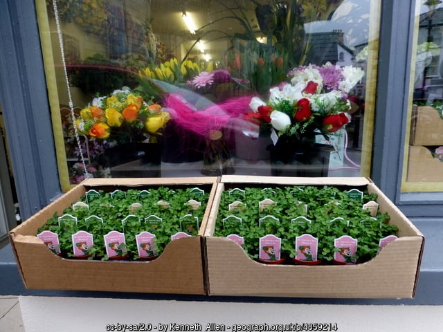 Shamrocks for St Patrick's Day - plant some for every year?