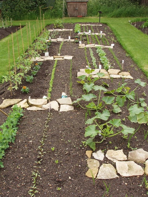 Student vegetable plot, Kew Gardens. Soil