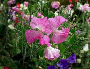 How to sow sweet peas for bunches of scented flowers in summer