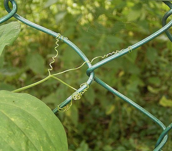 Lathyrus odoratus - sweet pea tendrils. Sweet peas