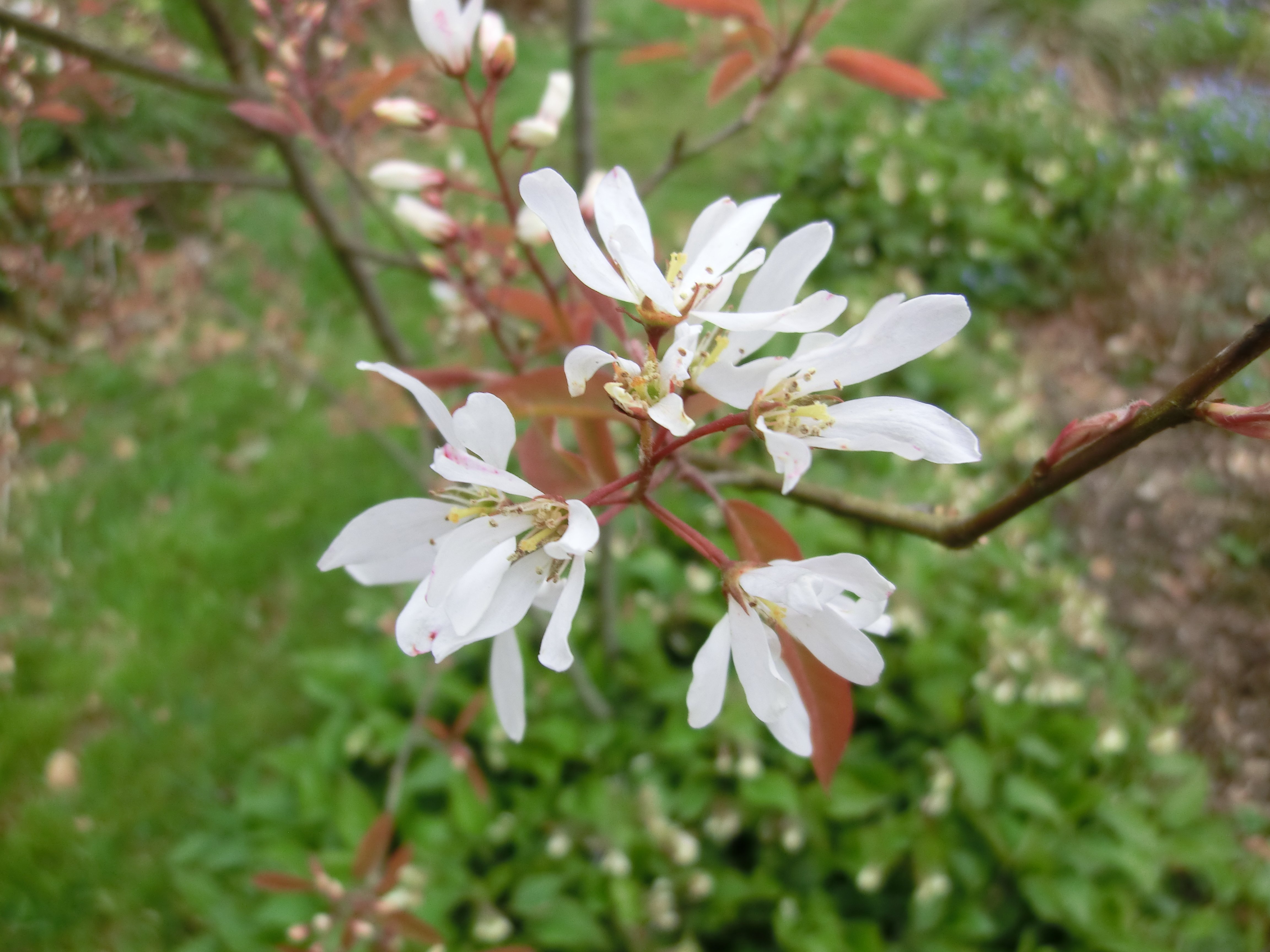 Spring blossom - and year round interest