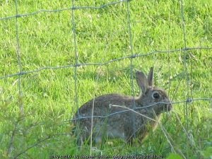 Gardening traditions - Good Friday and at Easter