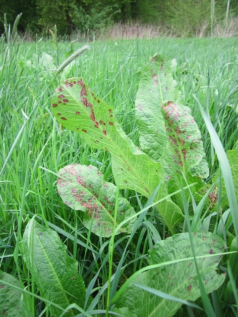 6 tips to help you keep on top of the weeding this spring