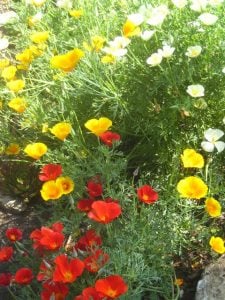 Choose bedding plants for a bright summer display