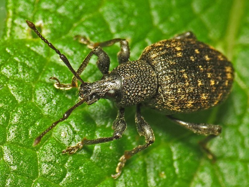 Vine weevils: act now to stop autumn damage