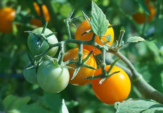 Half-term project: choose and grow tomato plants