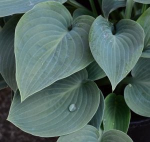 Hostas and how to protect them from snails and other pests